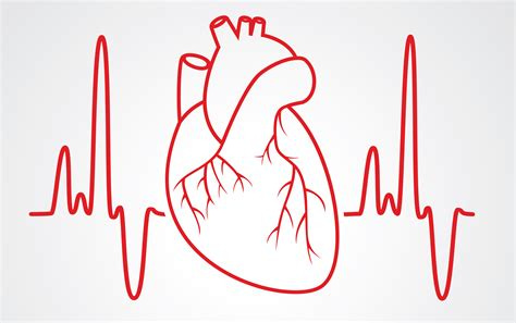 The Electrocardiogram explained - What is an ECG? The Electrocardiogram explained - What is an ECG?