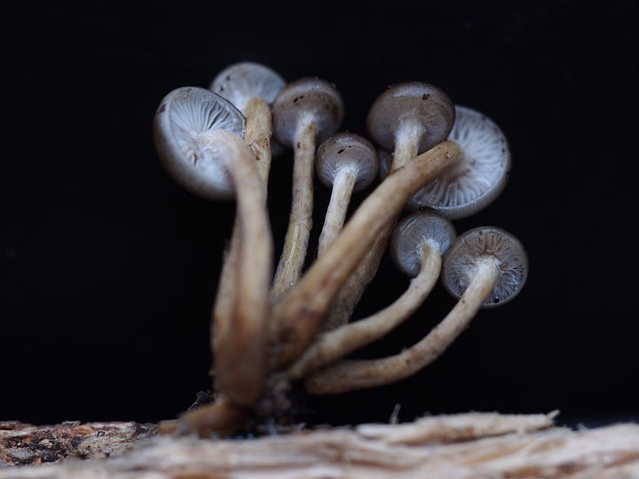 Bioluminescent Armillaria novae-zelandiae