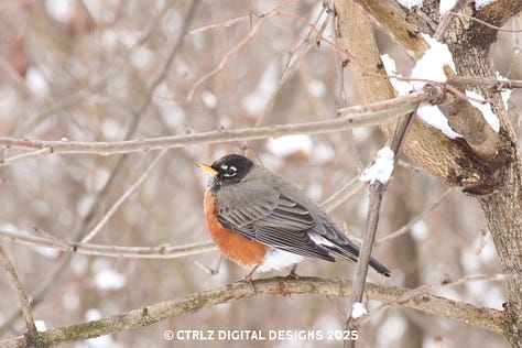 Six more photos include a Robin, nest, icy creek, bright red leaves on a winter background, grape vine, and branch piercing through a frozen creek