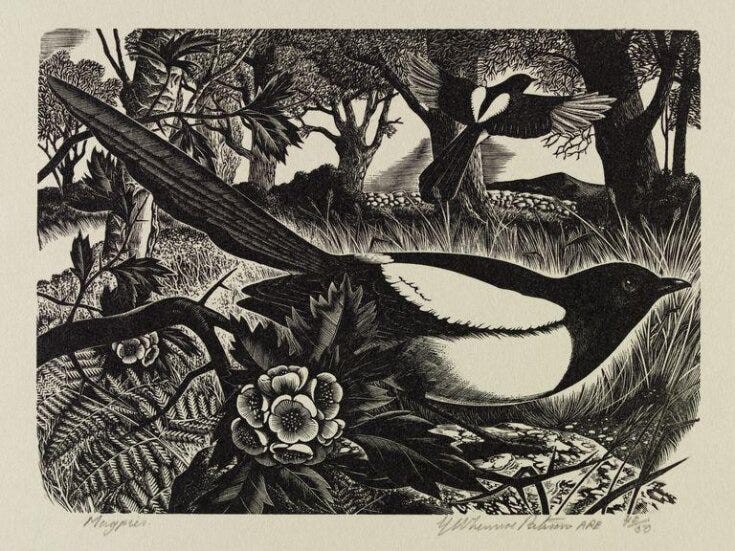 Magpies top image