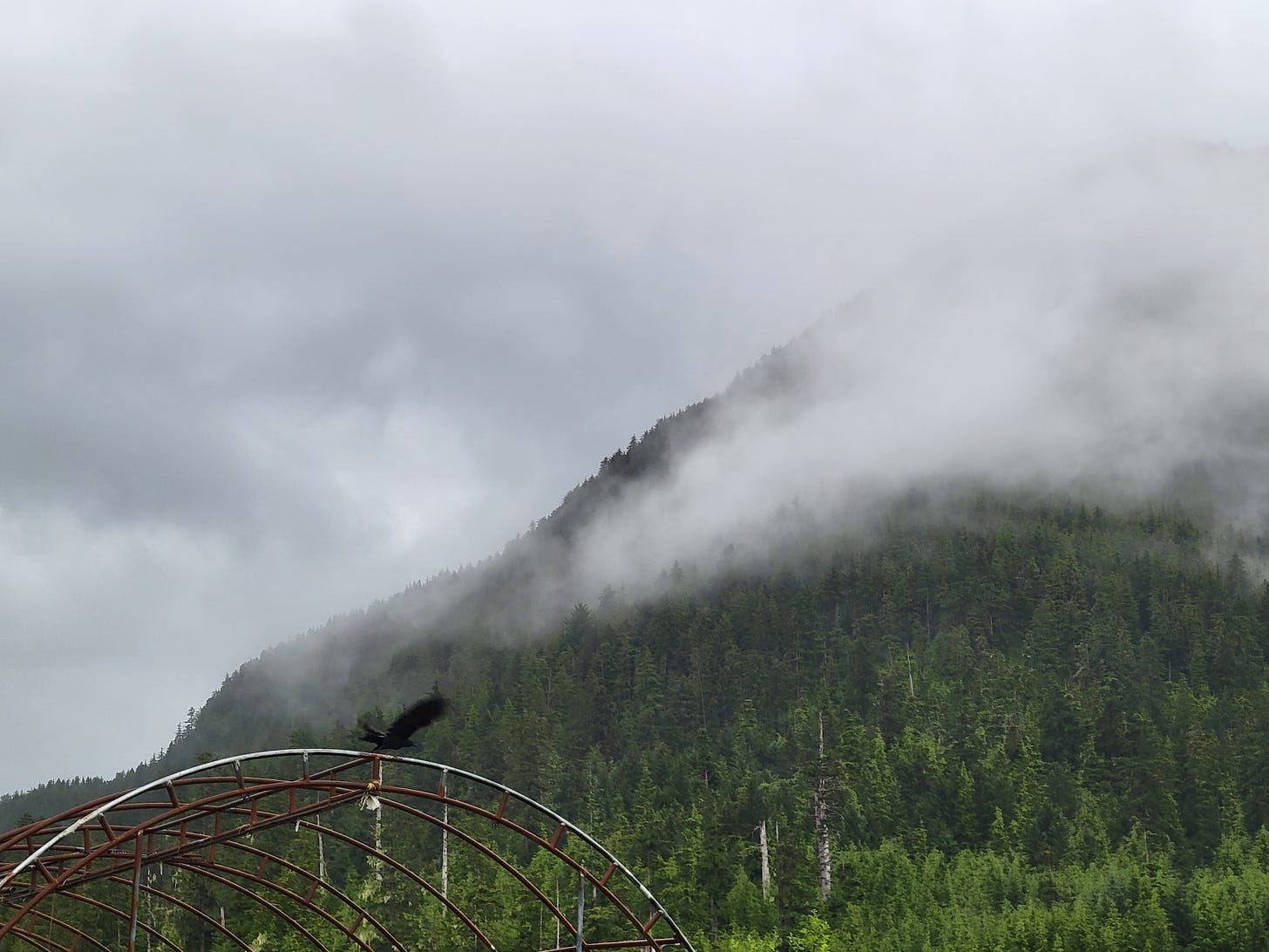 A raven takes flight off of the skeleton of an abandoned carport. The background is a mountain full of evergreen trees, its top mostly obscured by heavy clouds.