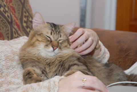 Chase_Cuteness_Cat_In_human_Form Chase_Cuteness_Cat_In_human_Form