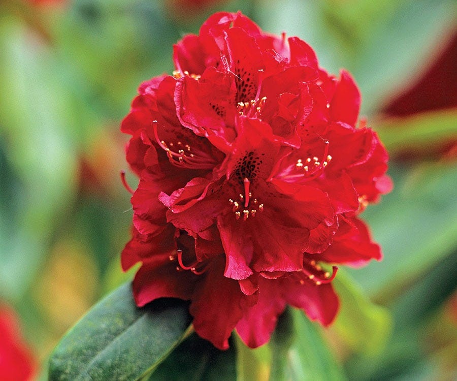 Rhododendrons for Fabulous Flowers - Fine Gardening Rhododendrons for Fabulous Flowers - Fine Gardening