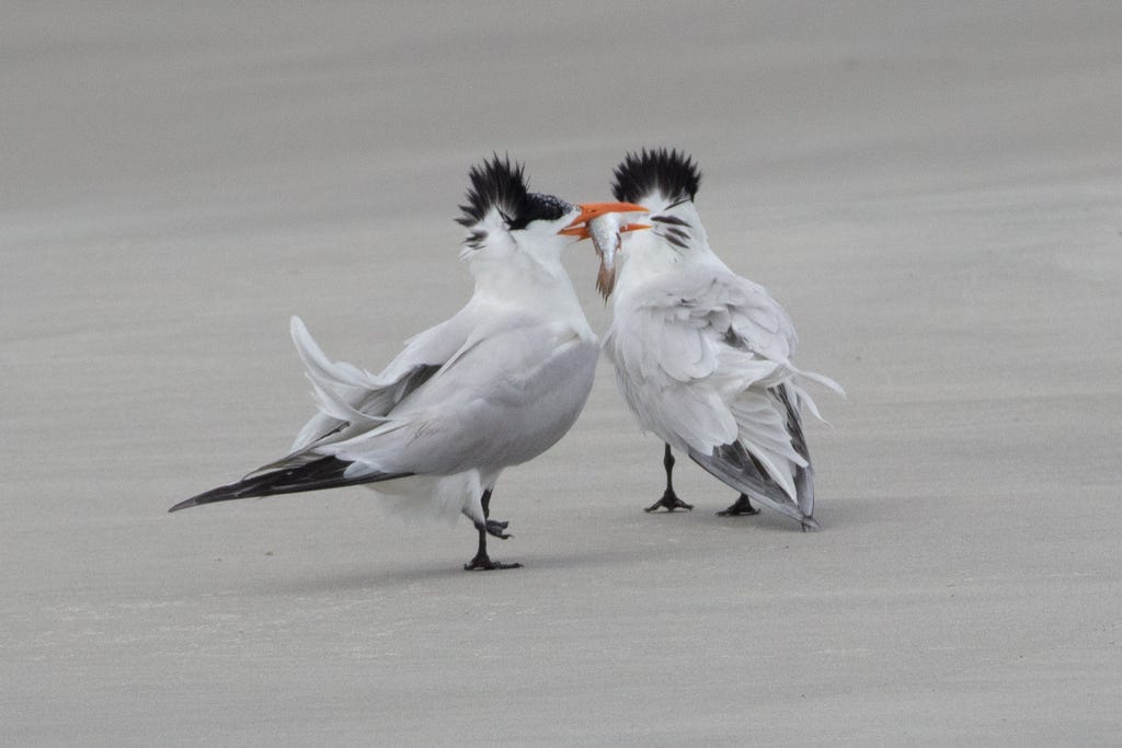 Two white and black sea birds with orange bills, standing on sand, with a silvery fish in one bird's bill