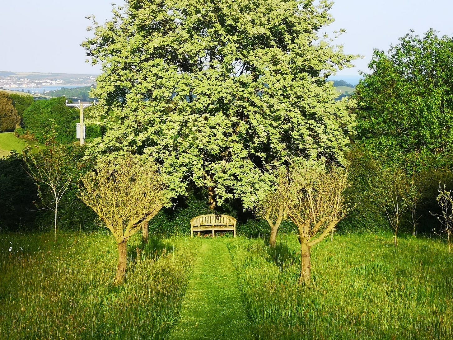 Olive Trees find a new home in Devon Sculpture Park's Capability Brown Gardens