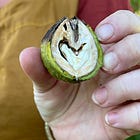 The ethics of urban foraging