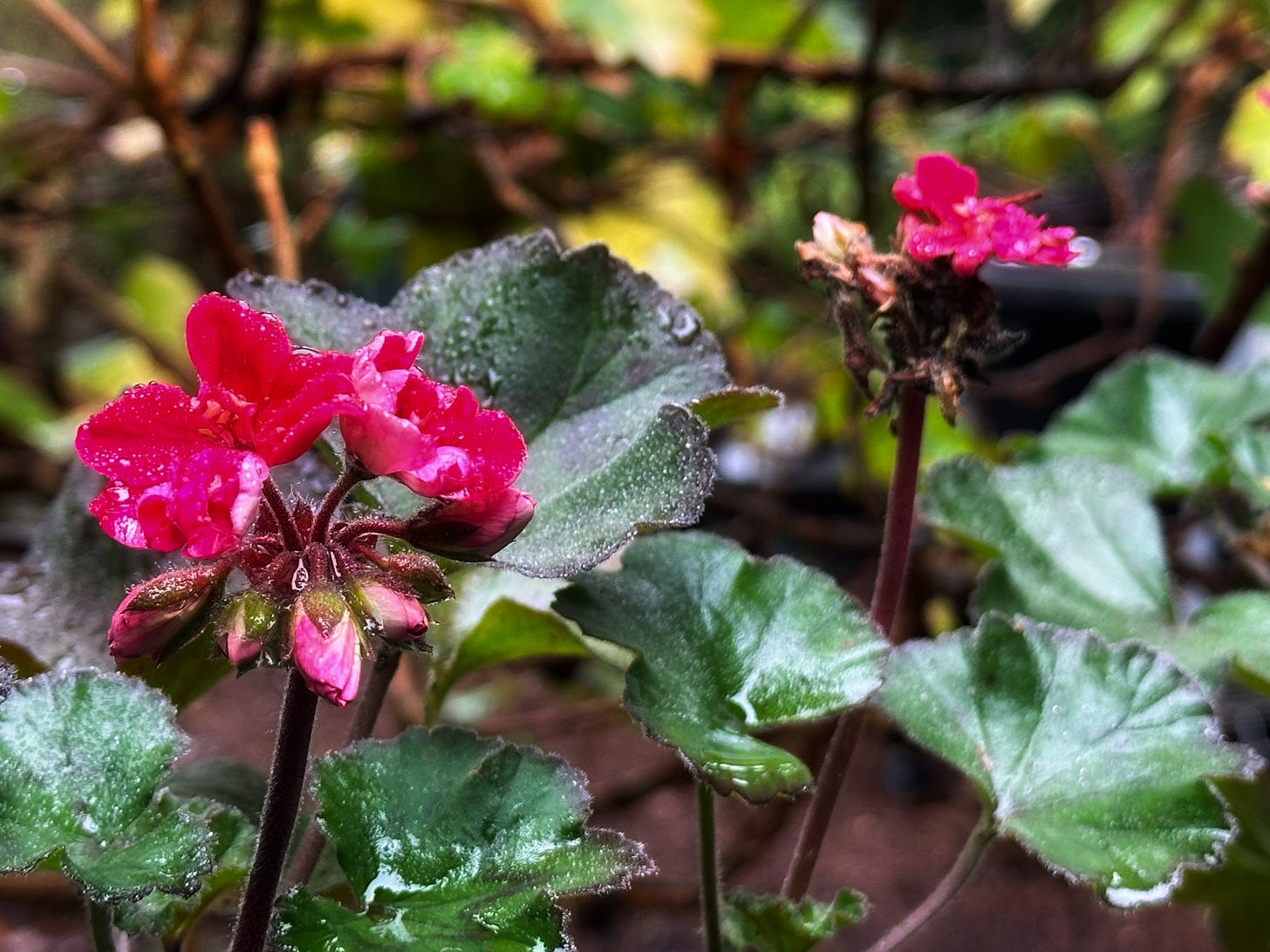 Dark pink geraniums with light rain on the leaves