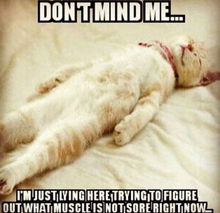 Gym rat | Workout humor, Funny gym quotes, Workout memes