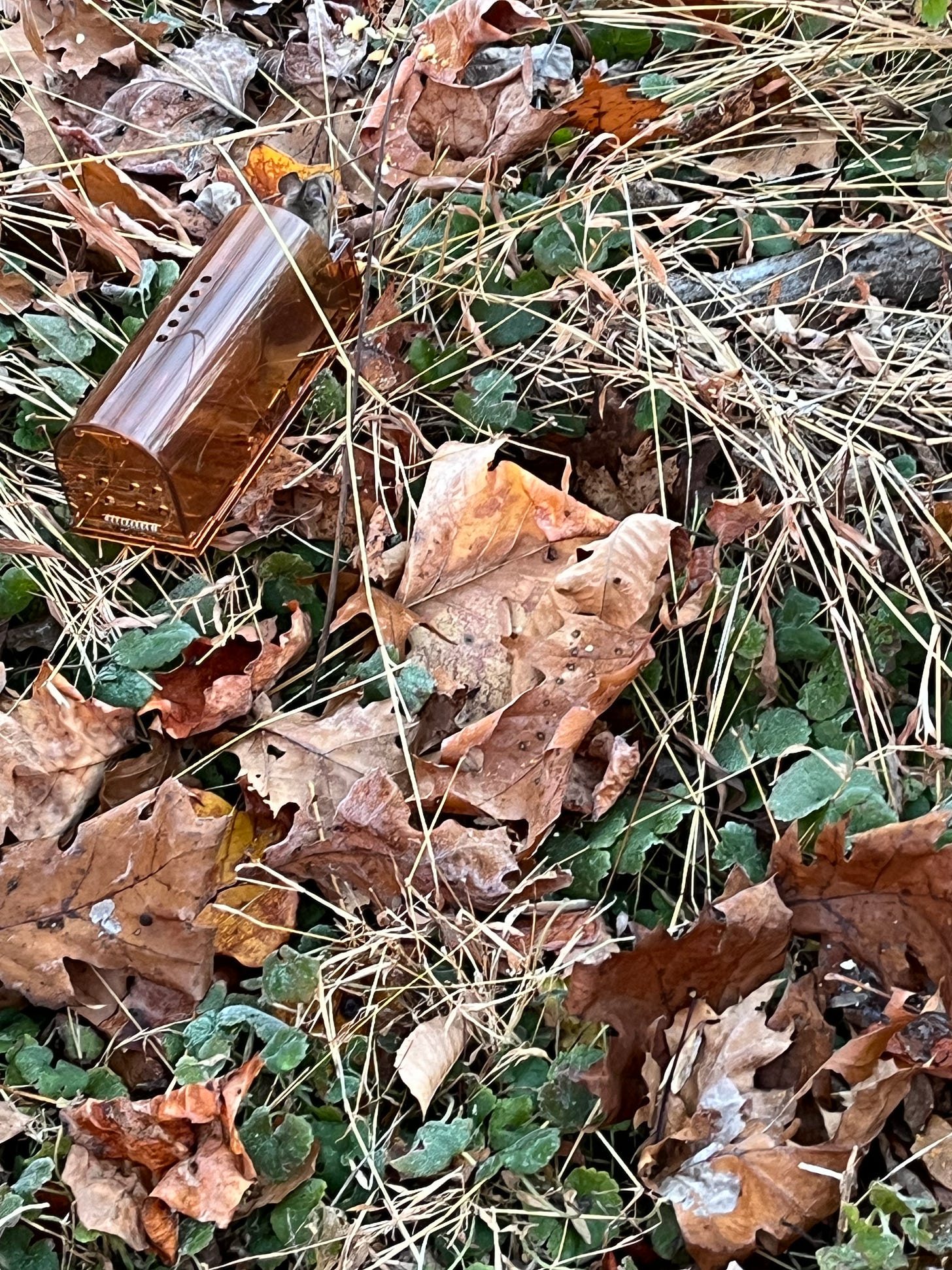 Photo of a plastic live mouse trap outside on the ground surrounded by fallen leaves with a mouse sticking its head out the open door way.
