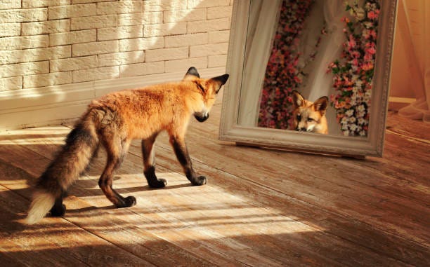 Who Is There In The Mirror Stock Photo - Download Image Now - Animal,  Animal Hair, Beauty - iStock