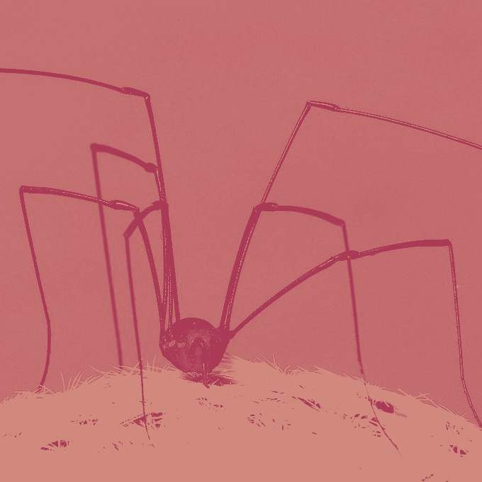 Intol's Spider Sundays