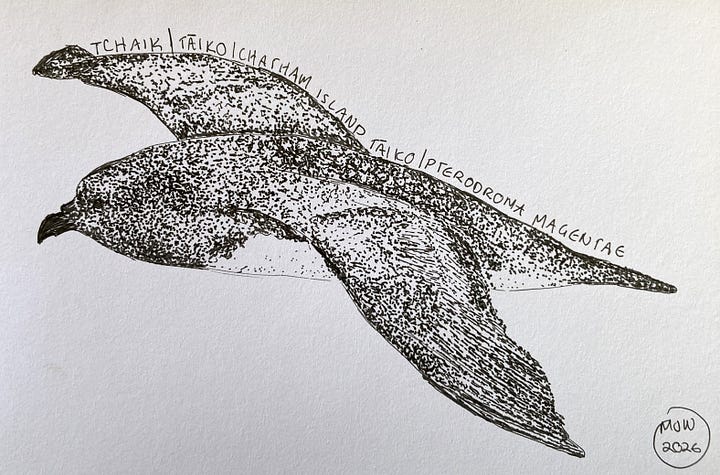 Two ink drawings, one of a petrel flying, the other of a small bird with a long beak walking