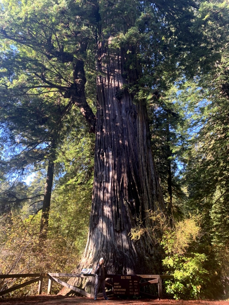 big tree prairie creek big tree prairie creek