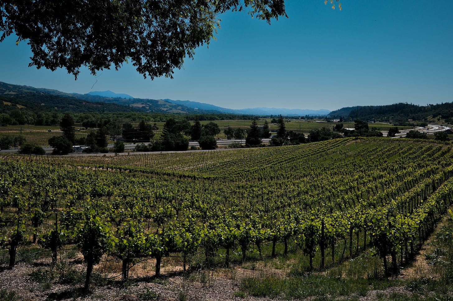 Vineyard view from J. Rickards Winery patio in Alexander Valley Vineyard view from J. Rickards Winery patio in Alexander Valley