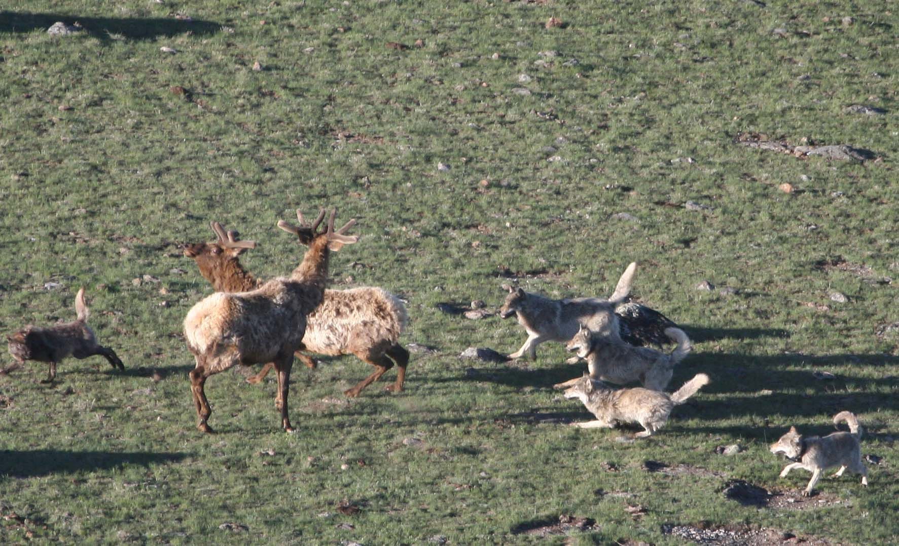 Wolves Help Elk A Darker Truth - by David Jayatillake - davidj.substack