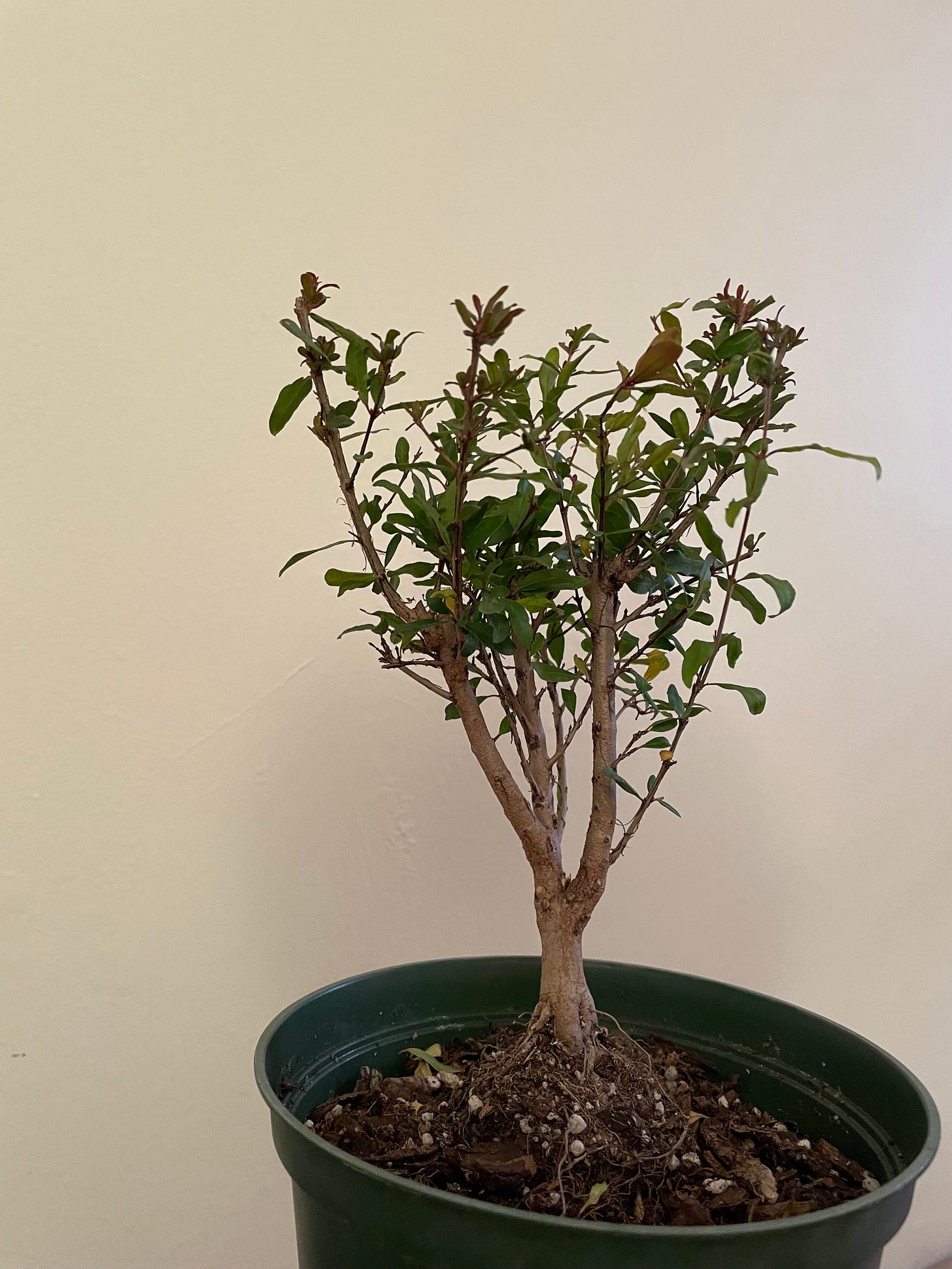 ID: The untouched pomegranate stock