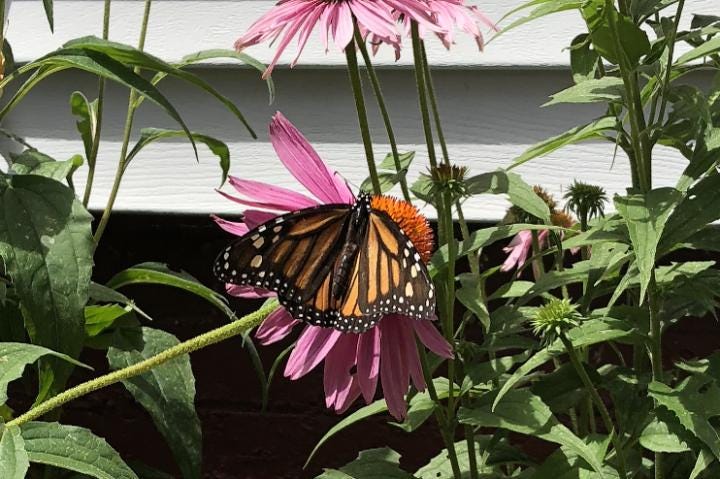 Image of butterfly on pink flower. Image of butterfly on pink flower.