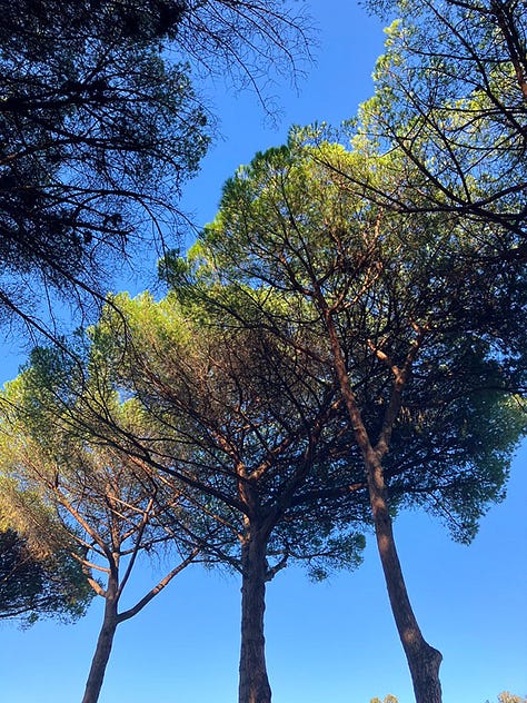 photos of Mediterranean stone pine tree outside Rome