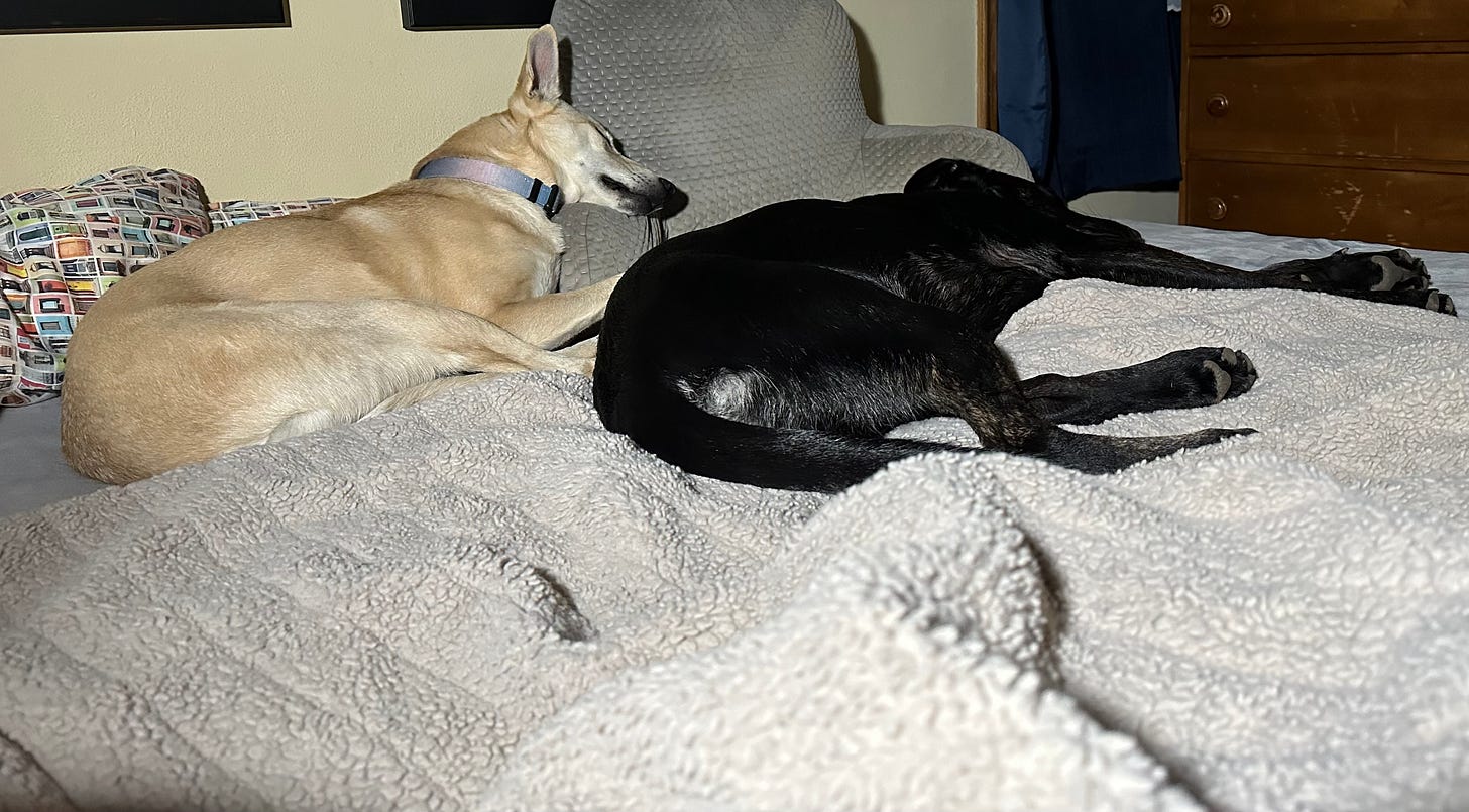 Both dogs are snoozing right next to each other on the bed.