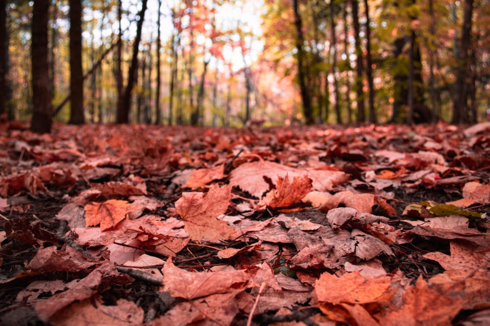 Forest bed covered in red leaves. Forest bed covered in red leaves.
