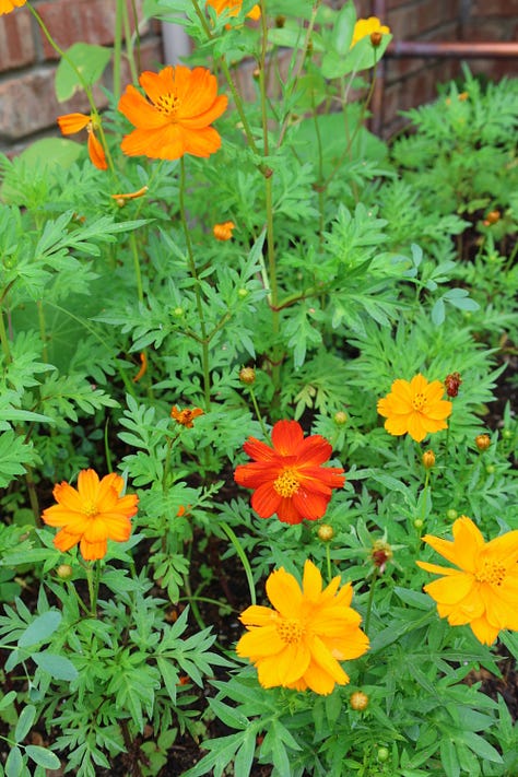 various flowering plants