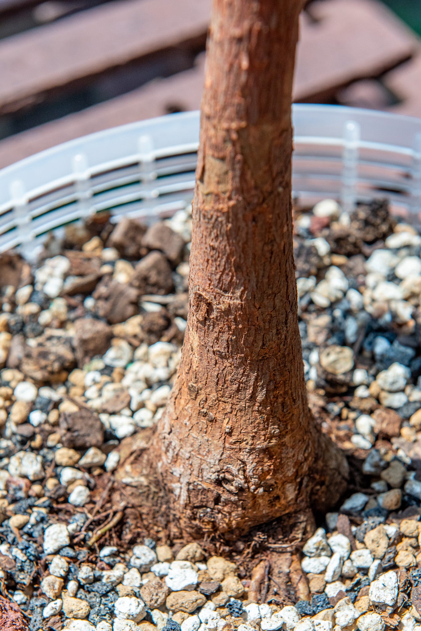 ID: Close up of base of ficus trunk