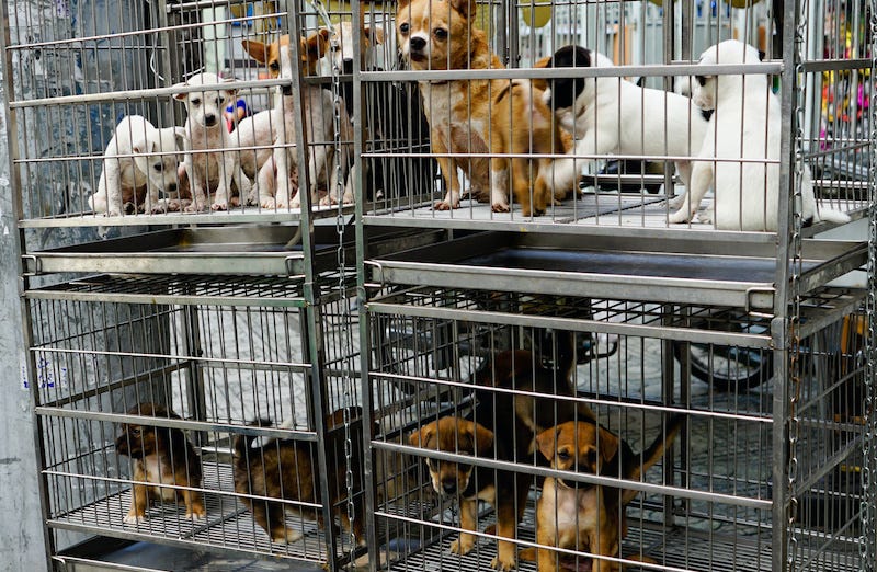 State ban on pet sales by retail stores is signed into law by governor,  will take effect in 2024 - RiverheadLOCAL