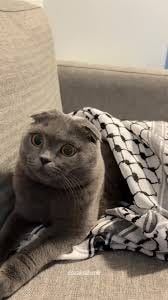 To my homeland we love and pray for you. You will never be forgotten from  our prayers and Sister Minnie #sisterminnie #catlovers #catsoftiktok #heros  #grief #griefandloss #freepalestine🇵🇸❤️