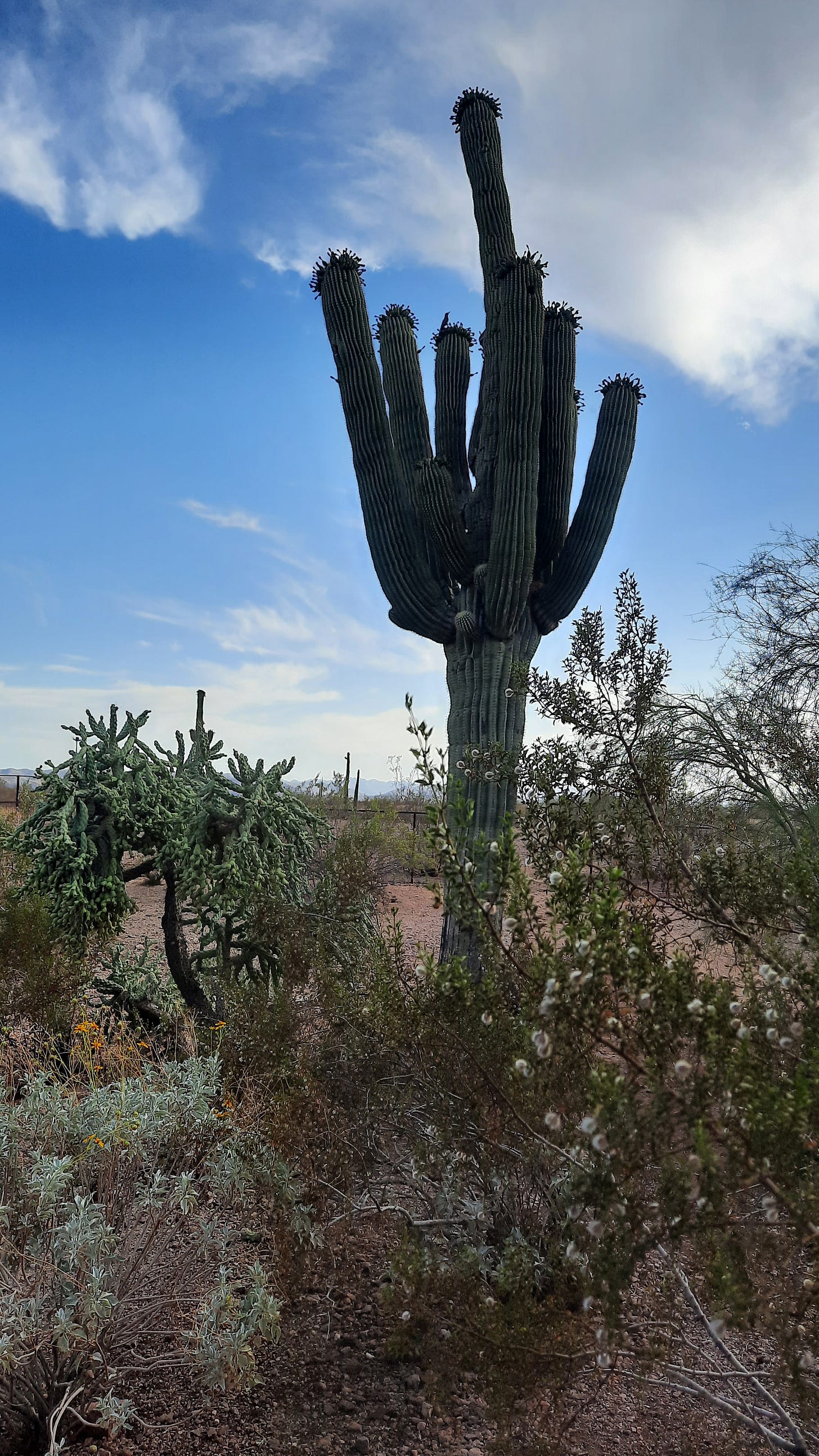 A saguaro mimics a rude gesture while hosting a Gila woodpecker