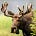 A La Modal | A Moose's avatar