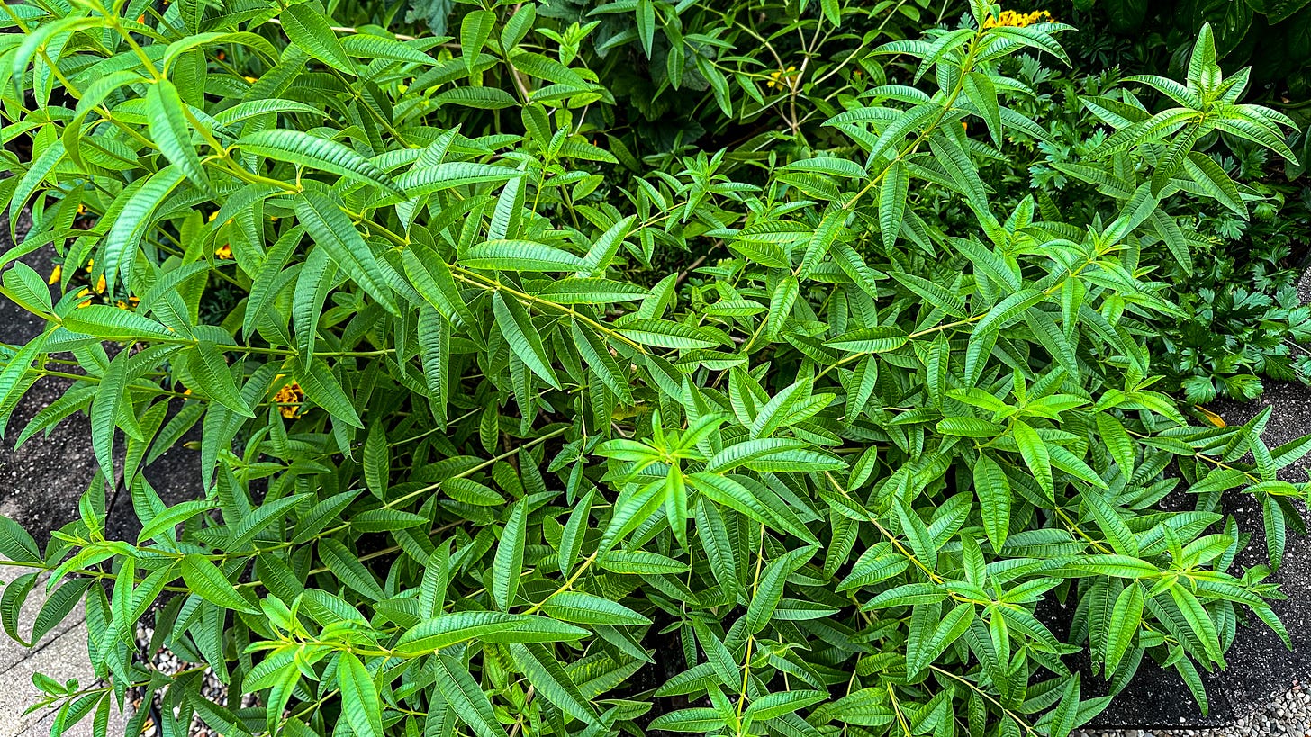Large lemon verbena plant in a garden.