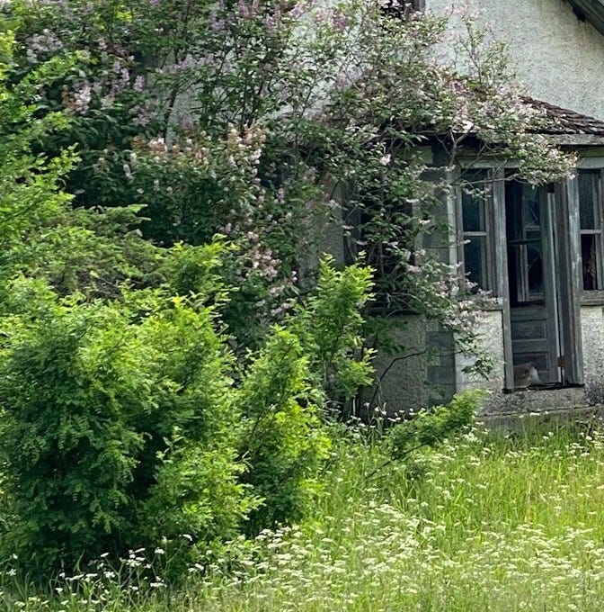 a house with trees around it