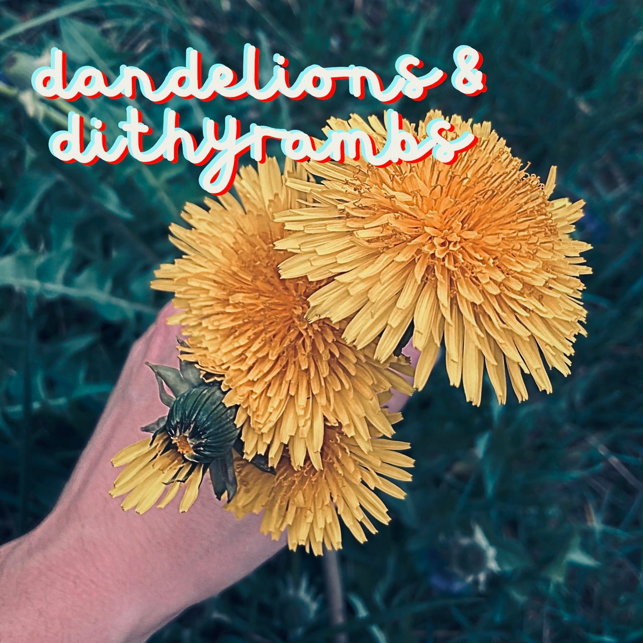 dandelions & dithyrambs