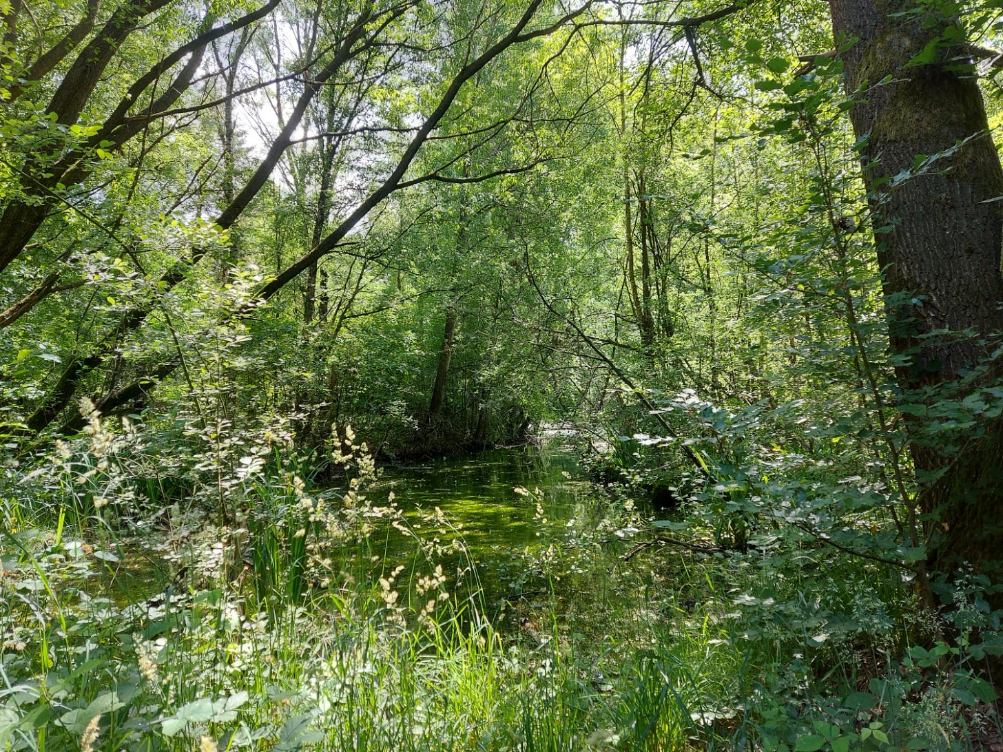 Slow-flowing, peaceful green river in lots of green vegetation Slow-flowing, peaceful green river in lots of green vegetation