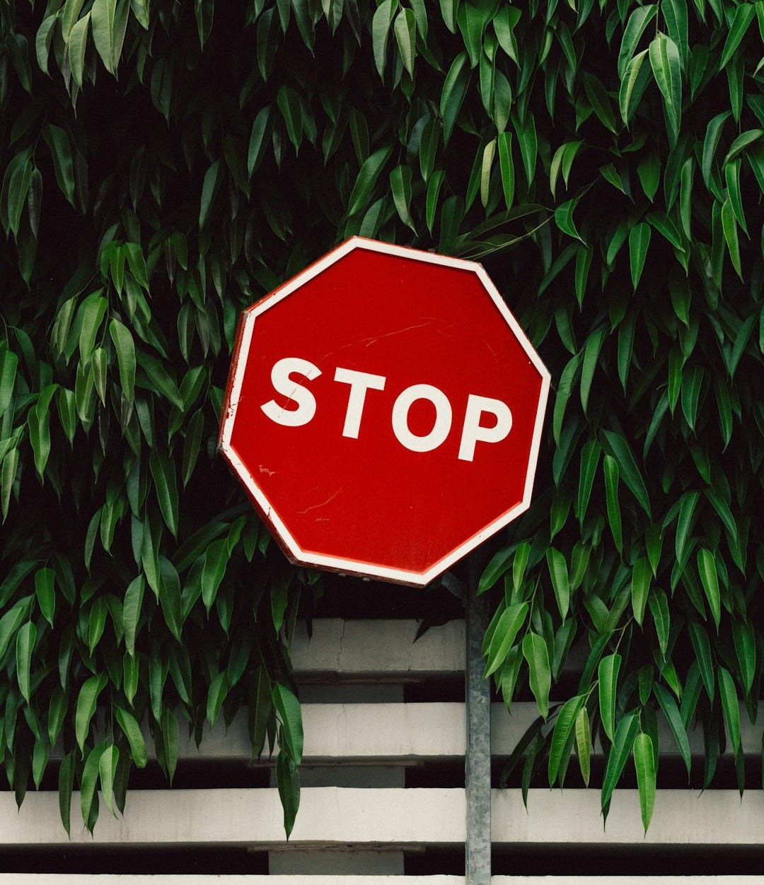 red and white Stop road sign near green tree