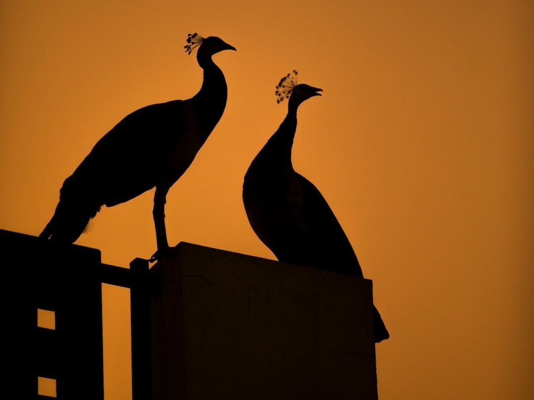 two peacocks shadow illustrations