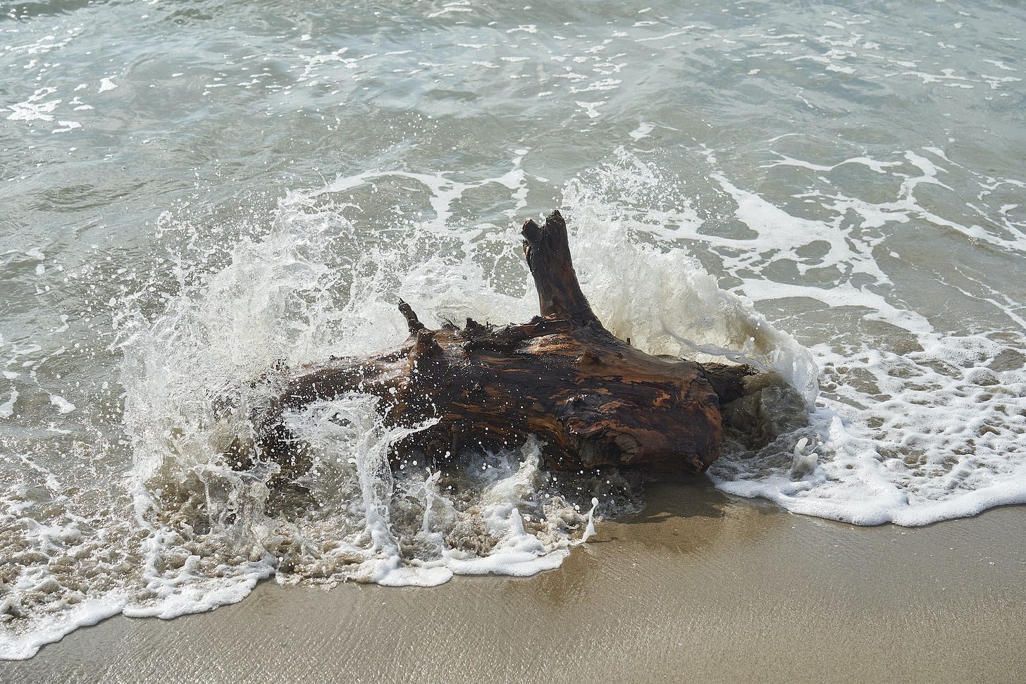 driftwood
