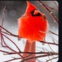Linda's avatar