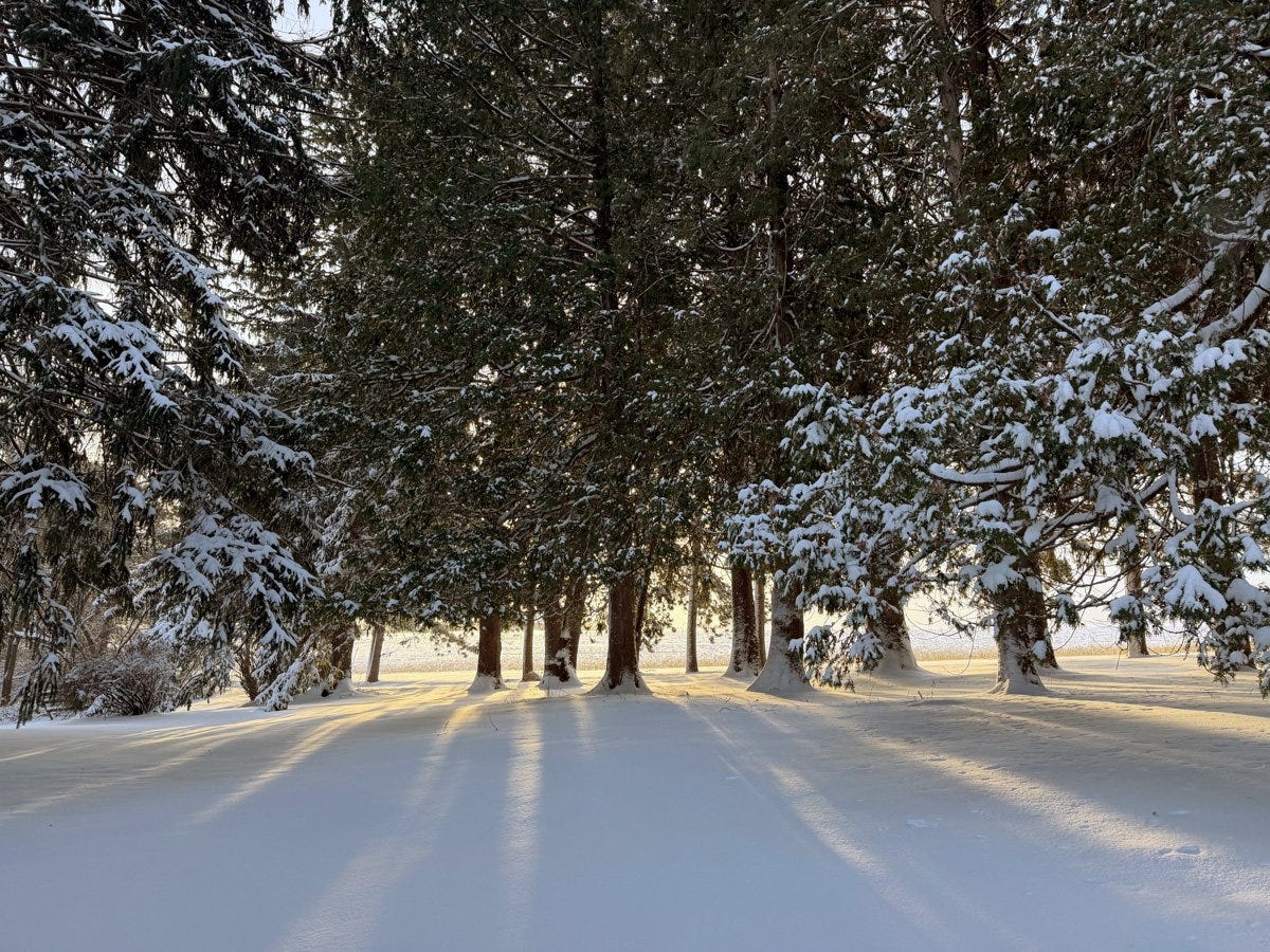 Spruce trees covered with snow look magical backlit by early morning sun
