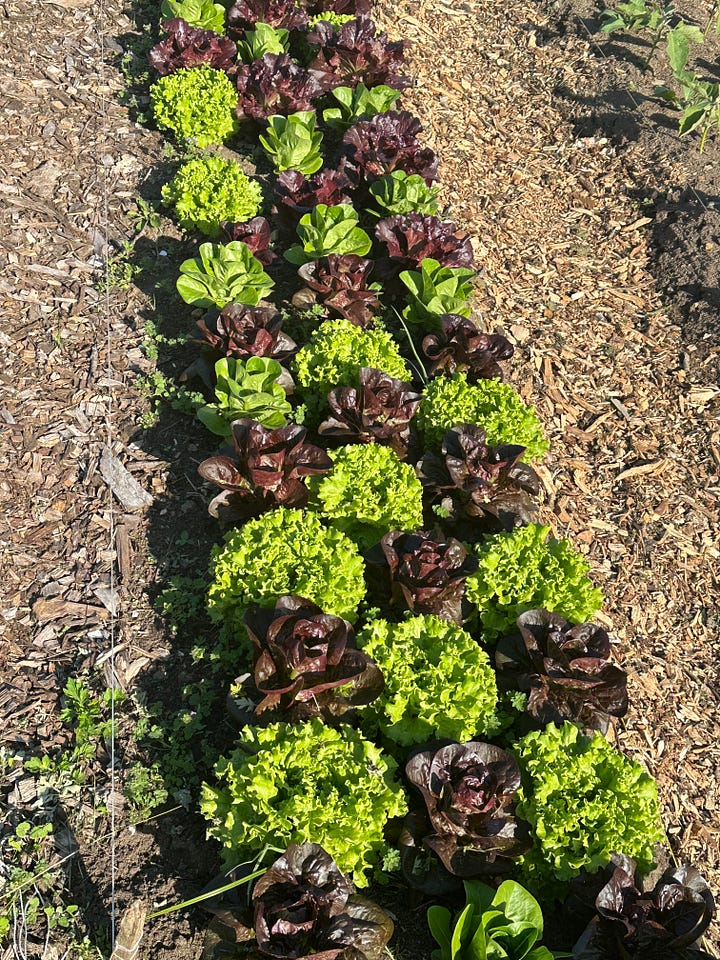 Farm Institute. Martha's Vineyard. Petting animals. Picking lettuce.