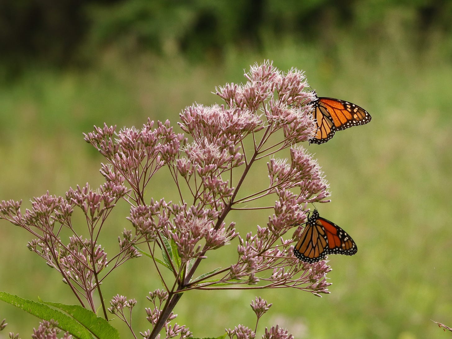 Two monarch butterflies nectaring on a Joe Pye weed plant