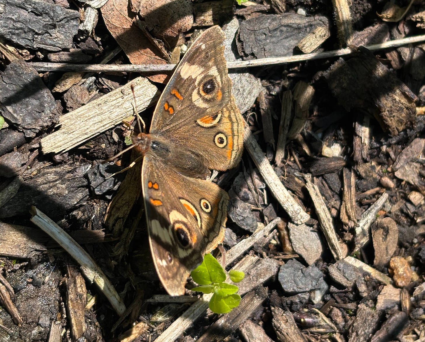 Brown butterfly with black “eyespots” on its wings and orange markings. Its wings are open and it’s resting in mulch, sunning itself. A small seedling grows nearby.