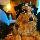 How EFT and Reiki Helped a Lost Dog Come Home
