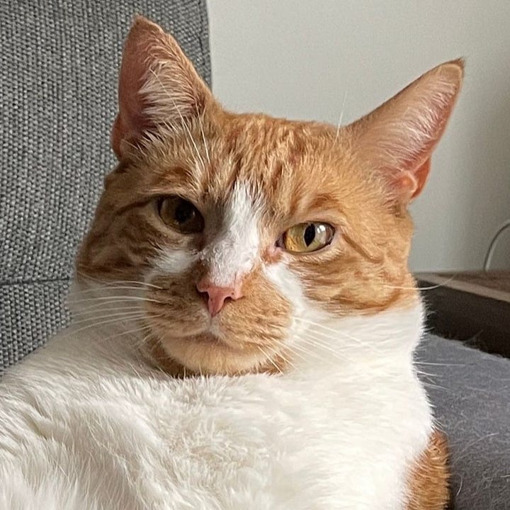 A gallery of four close shots of Tucker and Mushu's faces from images from the post.