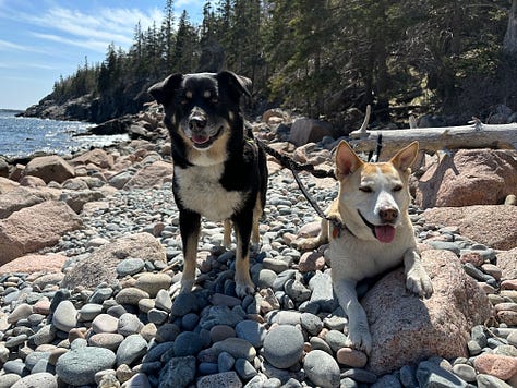 Photos of the campground, ocean, hiking, and dogs