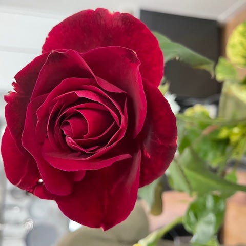 Lisa Rose Reflections