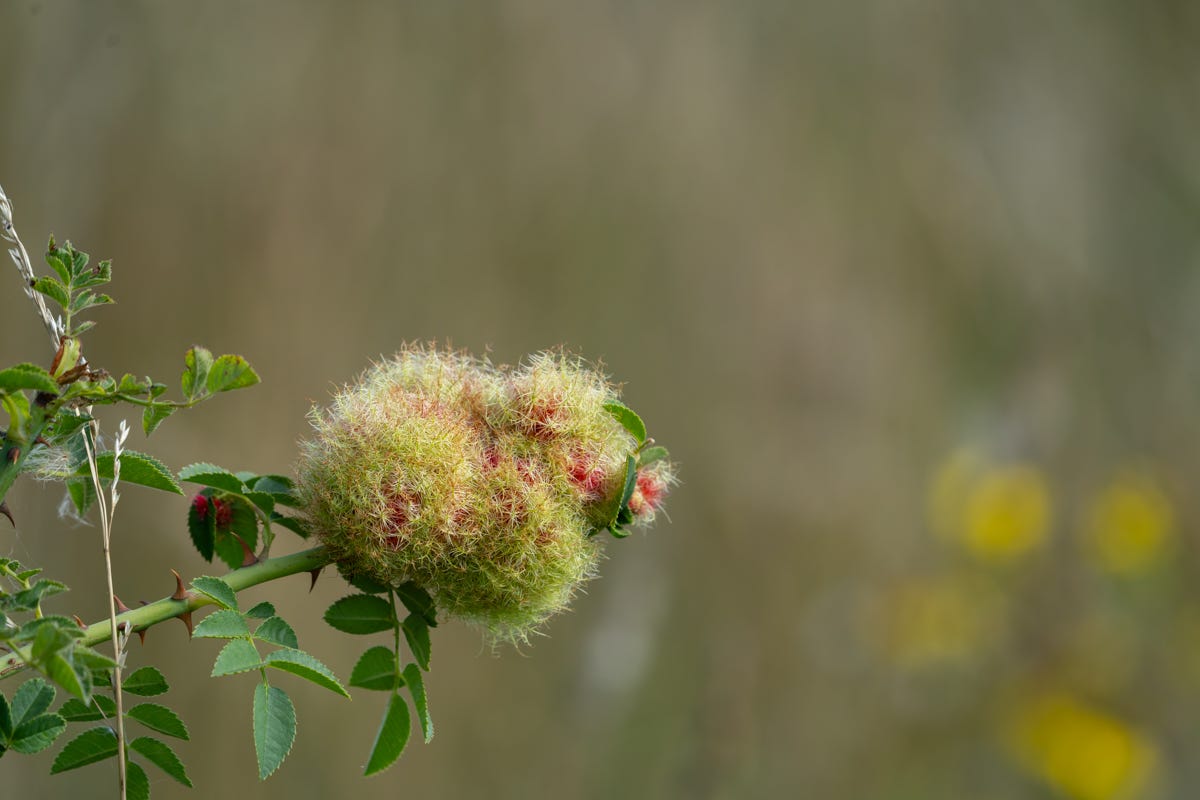 A rose stem with a fuzzy green and pink growth on it