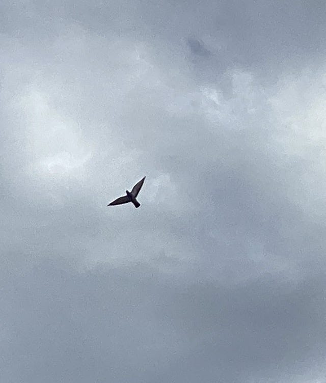 Doupmai bozakh na by Zeerak