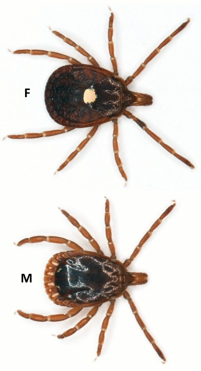 Lone Star Tick | Oklahoma State University