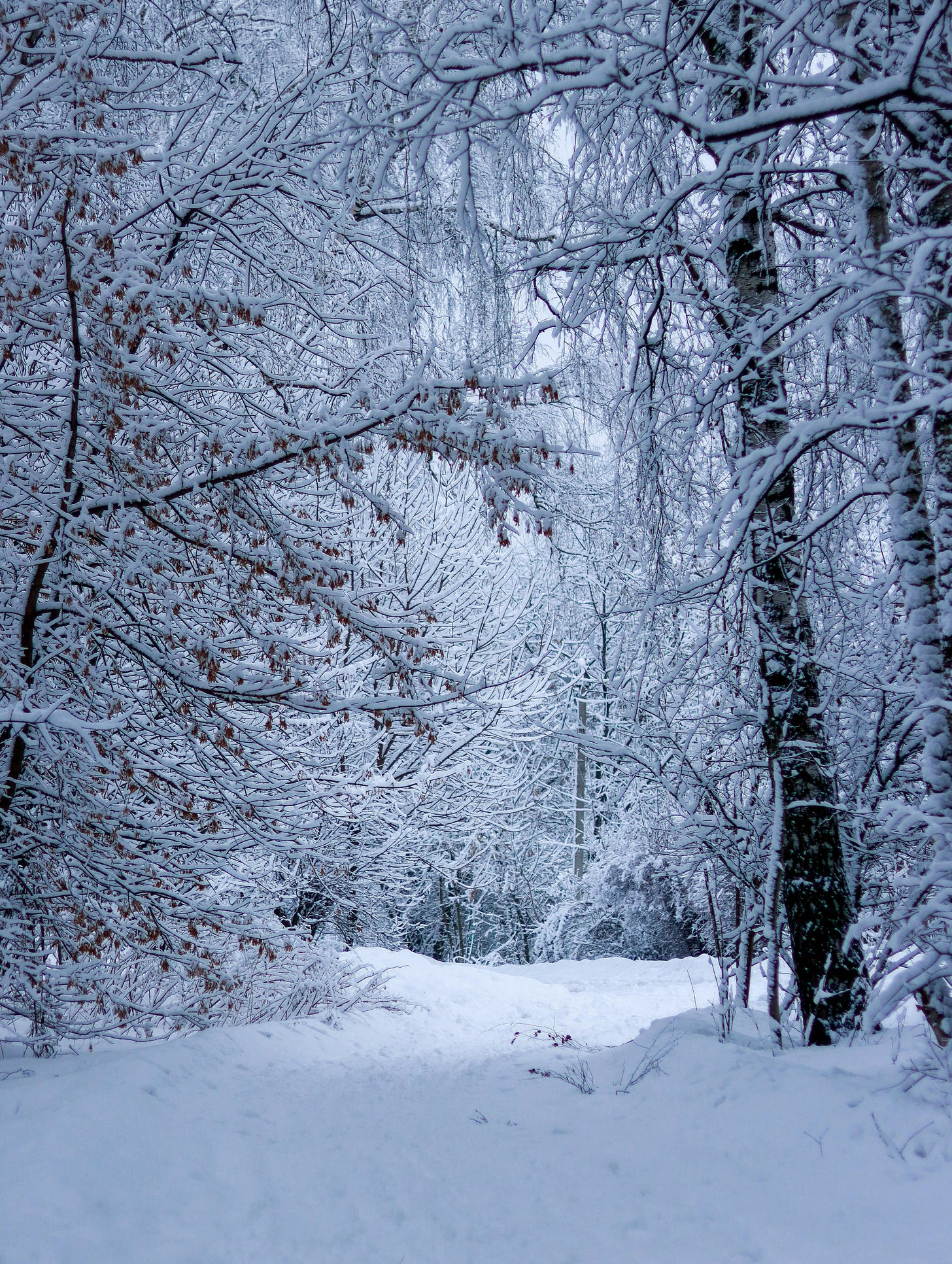 Snow Covered Forest During Winter · Free Stock Photo